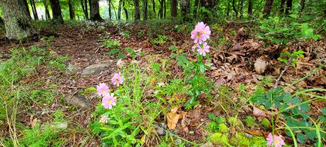 Sabatia capitata