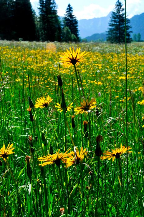 Tragopogon pratensis