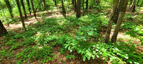 Muscadine grape (Vitis rotundifolia) growing as a ground cover