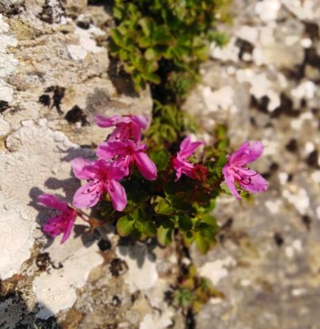 T. camtschaticum in a rocky rift, Sakhiline, Chehov mountain