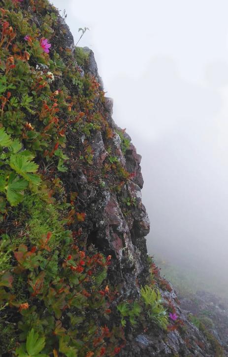 T. camtschaticum on Zhdanko ridge, Sakhalin Island