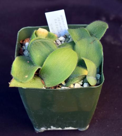 Haemanthus deformis seedlings 