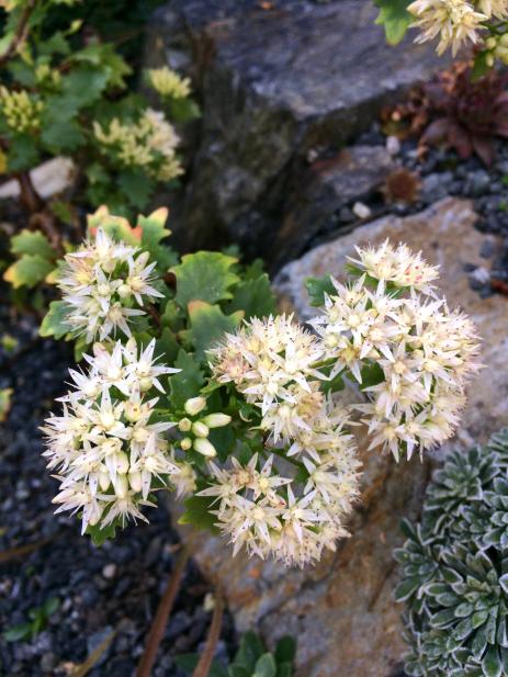 Hylotelephium populifolium     