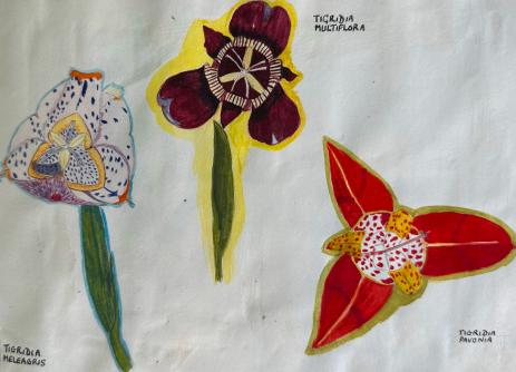 Sally Walker's botanical illustrations