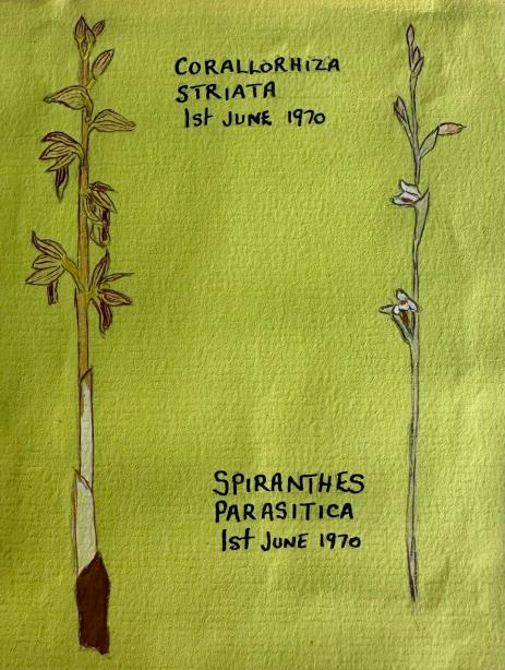 Sally Walker's botanical illustrations