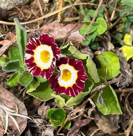 An auricula primrose that lost its tag