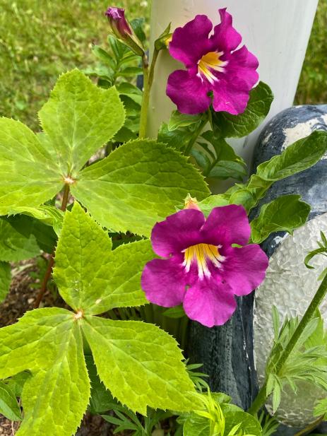 Incarvillea zhongdianensis  