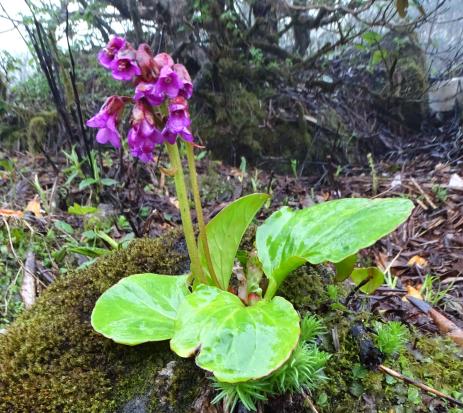 Bergenia purpurascens