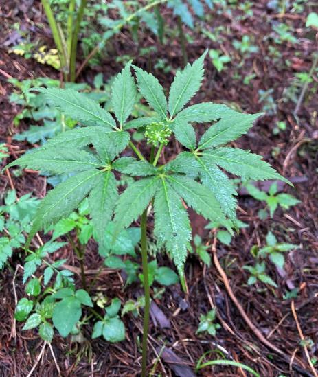 Panax pseudoginseng