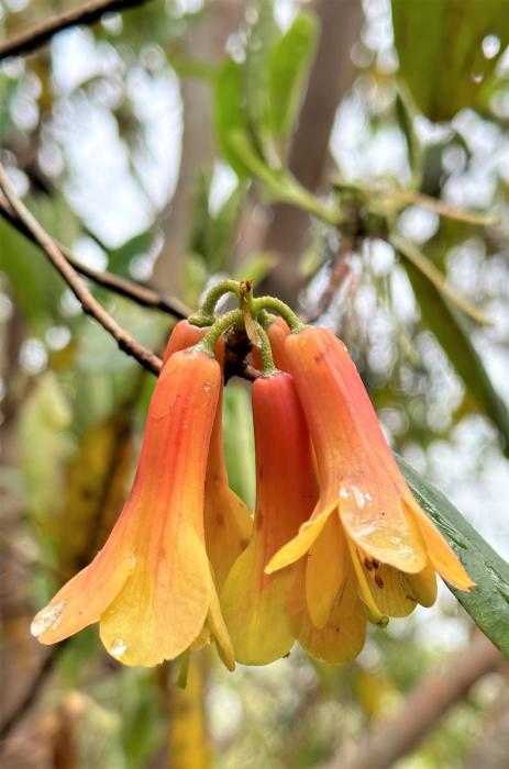 Rhododendron cinnabarinum 