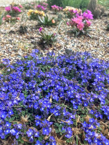 Veronica oltensis 