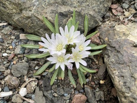 Lewisia brachycalyx