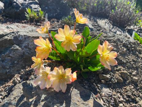 Lewisiopsis tweedyi