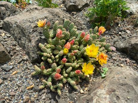 Opuntia fragilis ‘Little Grey Mound’