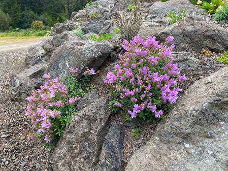 Penstemon tusharensis    