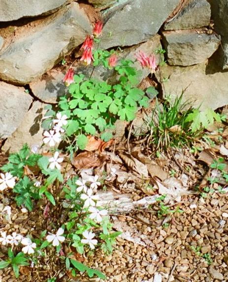 Aquilegia canadensis growing between rocks