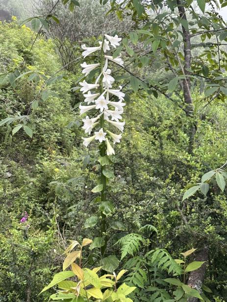 Cardiocrinum giganteum var. giganteum 