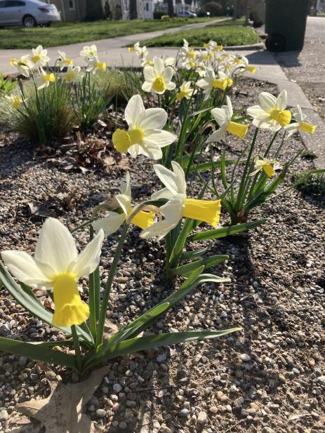 Narcissus ‘Trena’