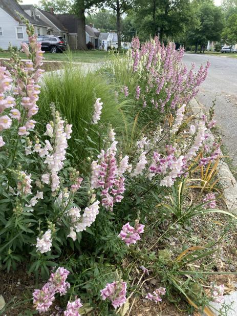 My own hybrid snapdragons in spring