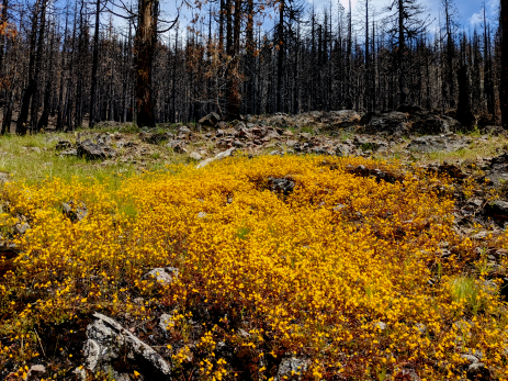 Seep monkeyflowers (Erythranthe guttata) bloom in the  aftermath of a high-severity burn.