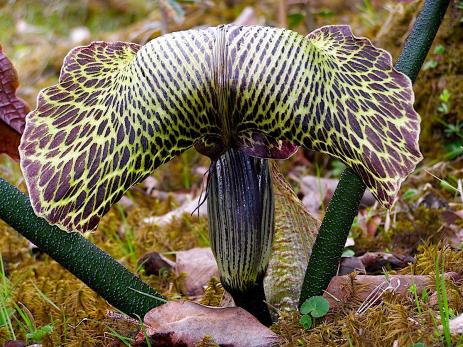 Arisaema griffithii 