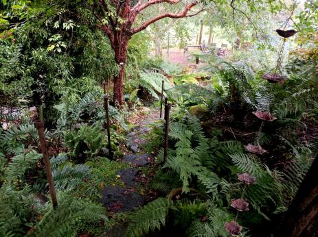 Garden view with Prunus serrula