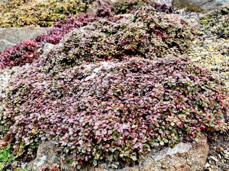 Winter foliage on Eriogonum umbellatum ‘Lake Tahoe’