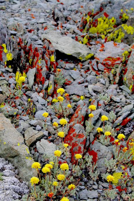 Eriogonum rosense