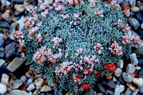 Eriogonum kennedyi var. alpigenum