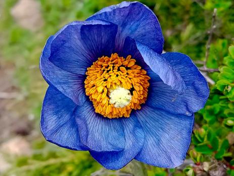 Meconopsis simplicifolia subsp. grandiflora 