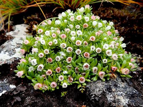 Rhodiola primuloides