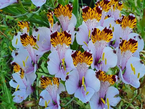 Alstroemeria pulchra            