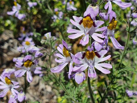 Schizanthus porrigens 