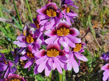 Schizanthus litoralis 