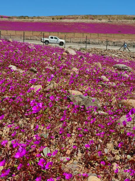 Magenta carpet of Cistanthe sp