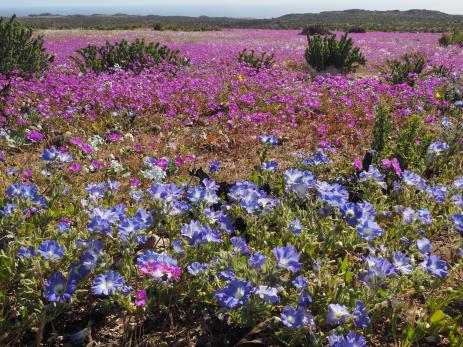 Superbloom of Cistanthe sp. and Nolana paradoxa