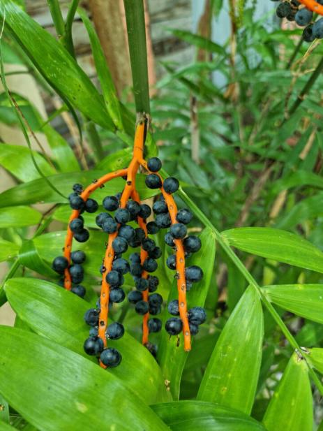 Chamaedorea fruits