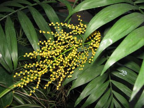 Chamaedorea inflorescence