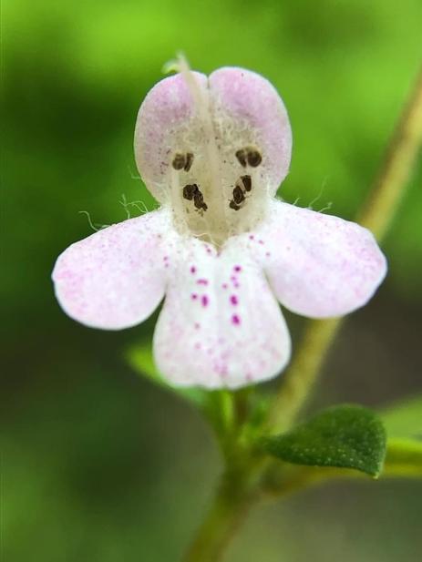 Clinopodium talladeganum 