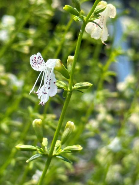 Dicerandra christmanii