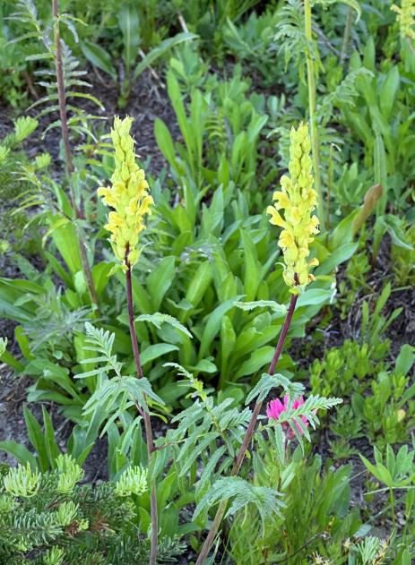 Pedicularis bracteosa