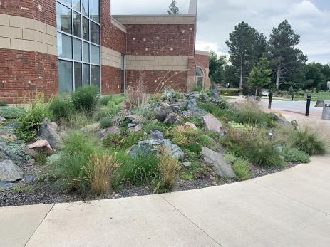 View of the mature crevice garden