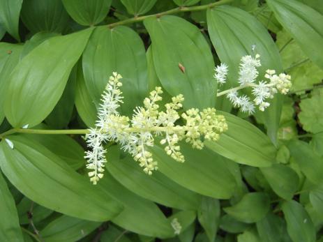 Maianthemum racemosum 