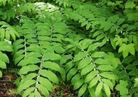 Palm-like Polygonatum foliage 