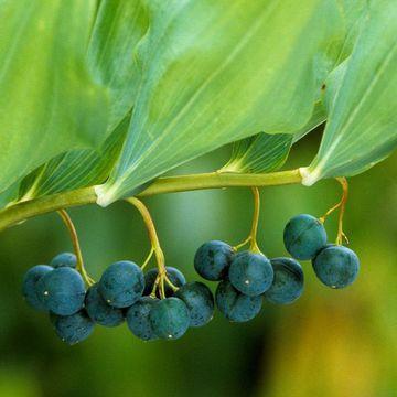 Polygonatum is good visual substitute for Chamaedorea fruits