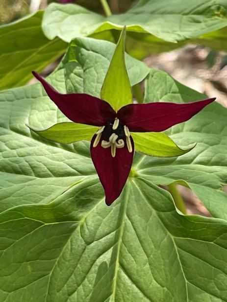 Red form of Trillium erectum