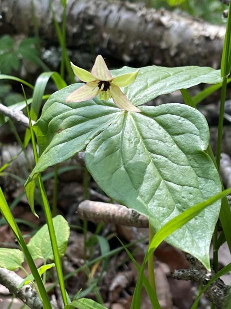 White form of Trillium erectum