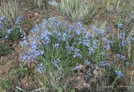 Frasera albicaulis var. cusickii