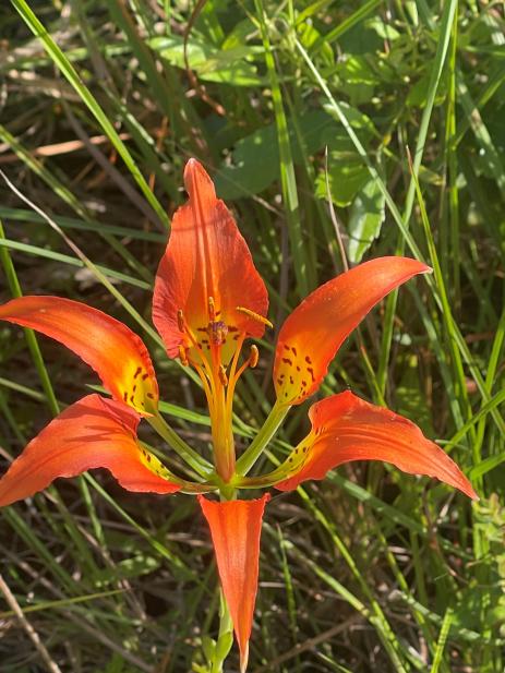 Lilium catesbyi        