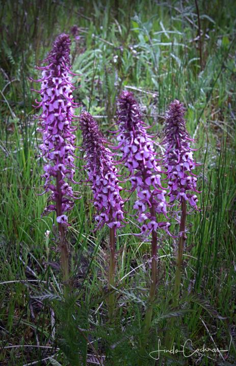 Pedicularis groenlandica      